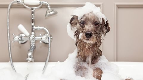 Dog Taking Bath