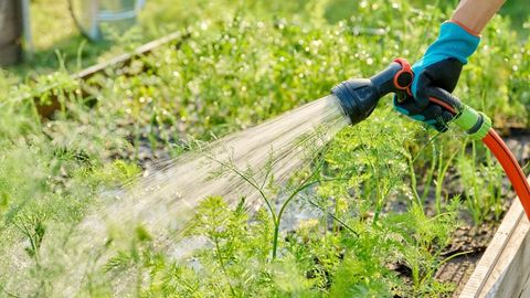Watering Garden